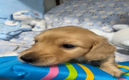 Miniature Dachshund dogs for sale: English Cream Mini Long Haired Dachshund  - Image 10