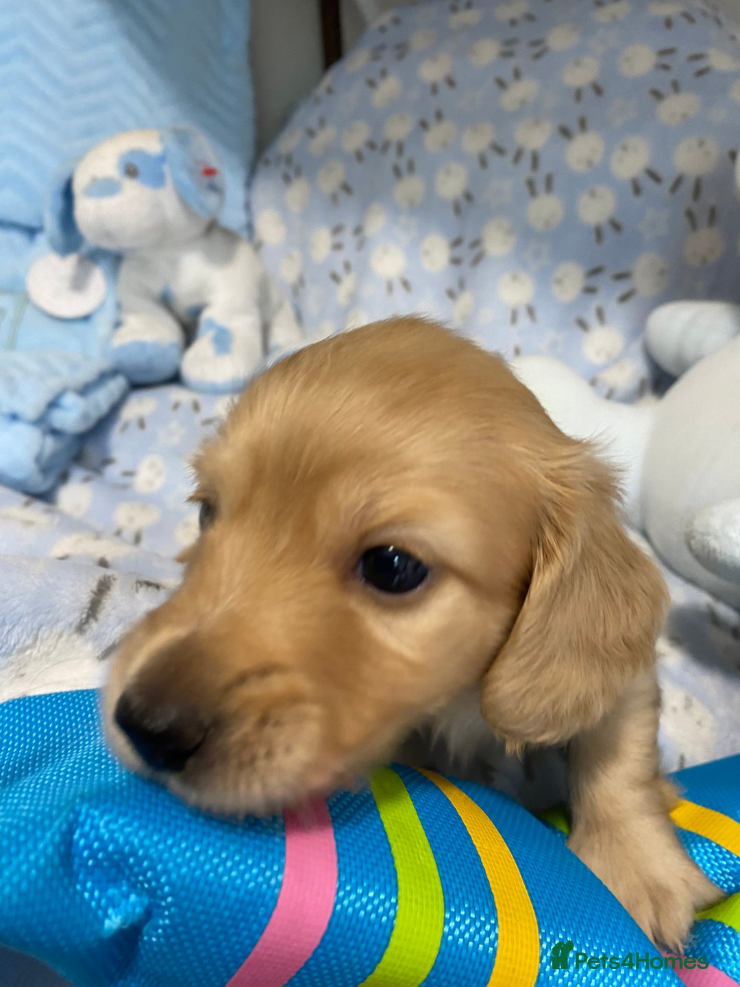 Miniature Dachshund dogs for sale: English Cream Mini Long Haired Dachshund  - Image 10