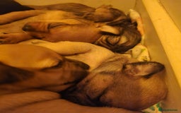 Mixed Breed dogs for sale: Beautiful jackchi puppies  - Image 8