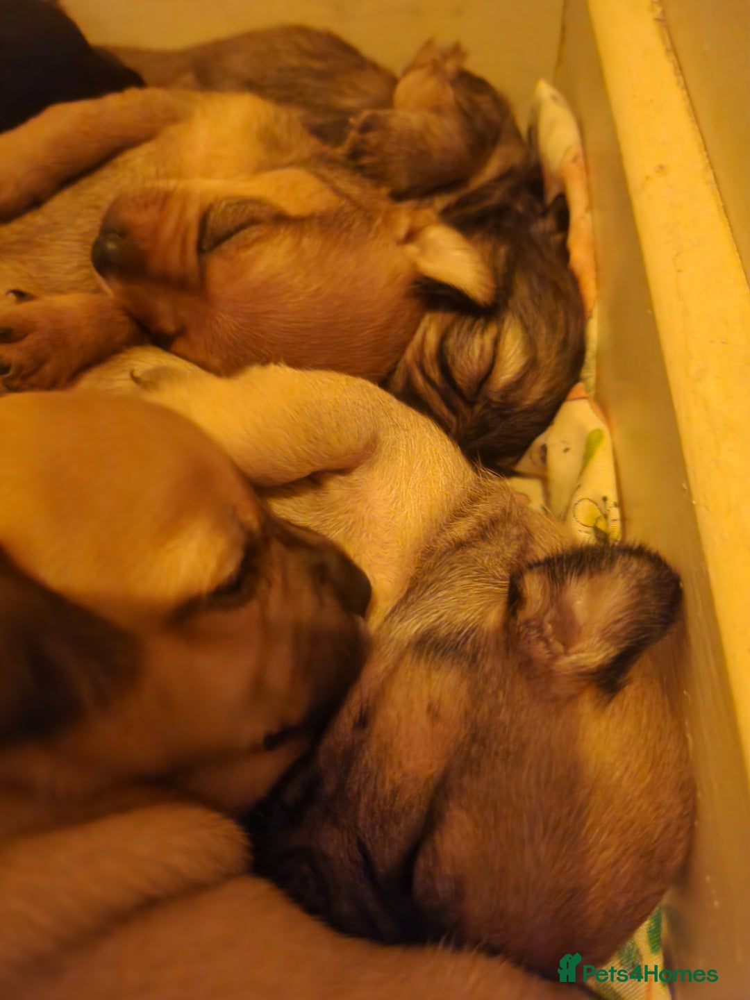 Mixed Breed dogs for sale: Beautiful jackchi puppies  - Image 8