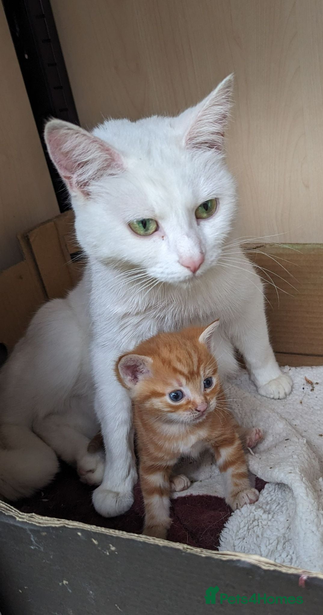 Mixed Breed cats Premium kittens - Advert 2