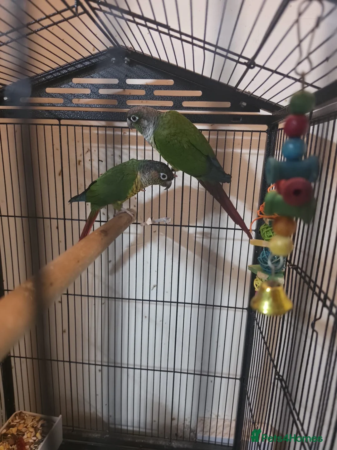 Conures birds for sale: Bonded Pair of Green Cheek Conures in Tring - Advert 2