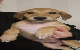 Mixed Breed dogs for sale: 7 stunning saluki lurchers puppies 5*amazing homes - Image 3