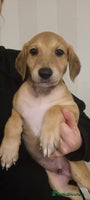 Mixed Breed dogs 7 stunning saluki lurchers puppies 5*amazing homes - Advert 5