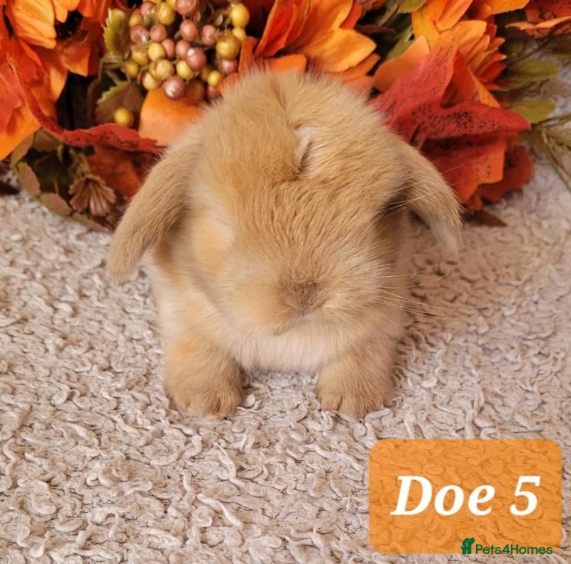 Mini Lop rabbits Beautiful pure bred mini lops - Advert 2
