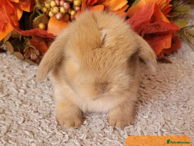 Mini Lop rabbits Beautiful pure bred mini lops - Advert 1