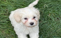 Bichon Frise dogs for sale: Dogs  - Image 7