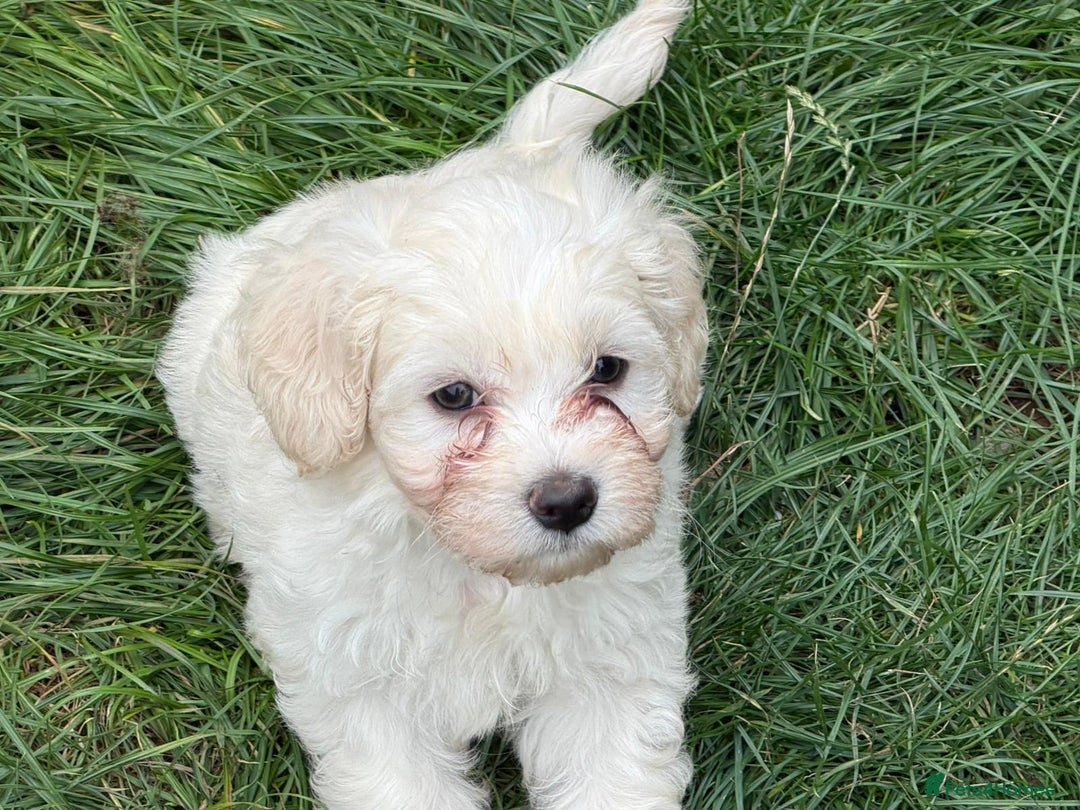 Bichon Frise dogs for sale: Dogs  - Image 7
