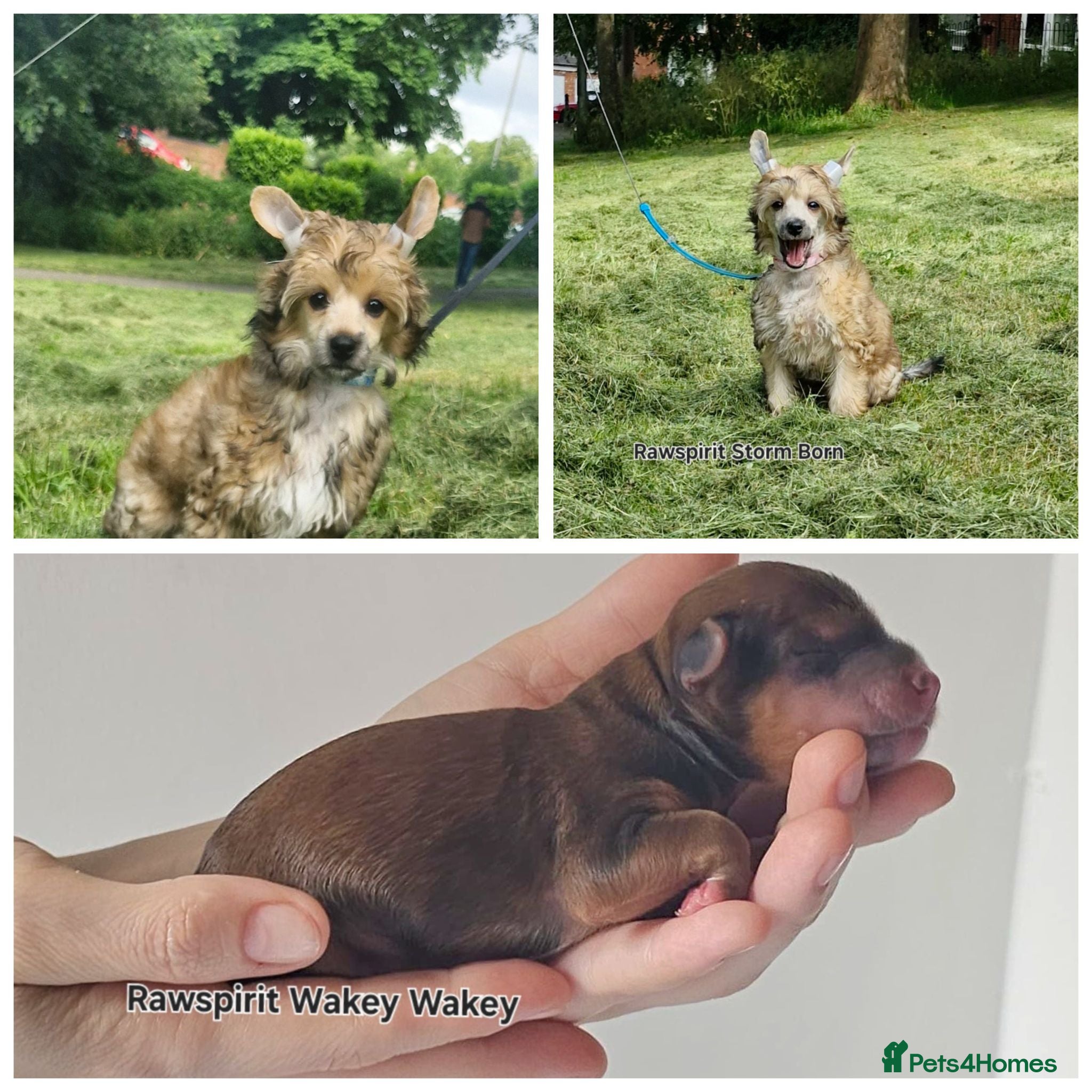 Chinese Crested dogs Kc reg 2 boy and girl ready to new home. - Advert 1