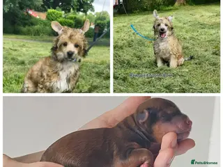 Chinese Crested dogs Kc reg 2 boy and girl ready to new home. - Advert 8