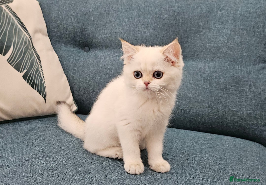 Scottish Fold cats for sale: Excellent Scottish straight kittens  - Image 30