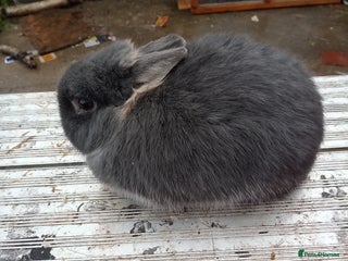 Netherland Dwarf rabbits Netherland dwarf young adults - Advert 4