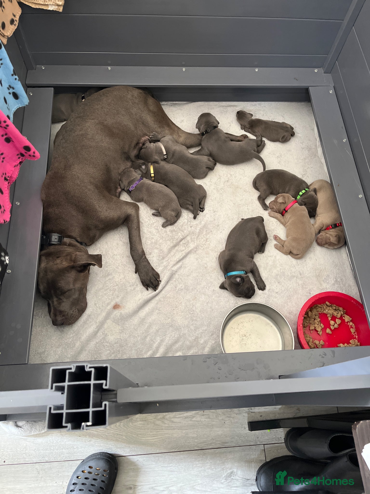 Mixed Breed dogs Puppies  - Advert 1