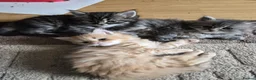 Siberian cats for sale: 5 beautiful Siberian kittens - Advert 2
