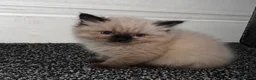 Ragdoll cats for sale: Ragdoll kitten - Advert 5