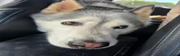 Siberian Husky dogs for sale: Siberian Husky for rehome  - Advert 9