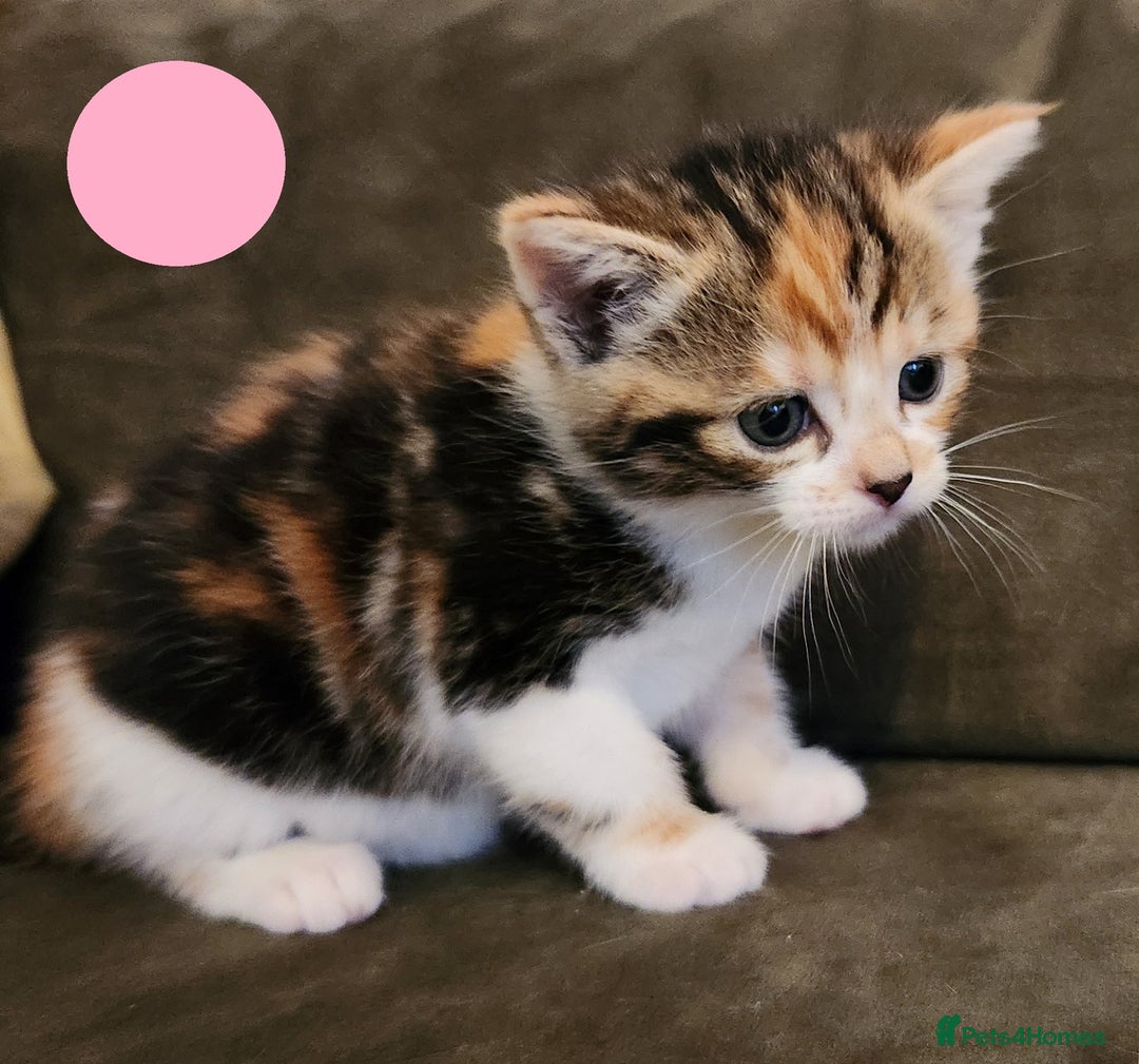 Mixed Breed cats for sale: Maine Coon/Norwegian Forest/British Shorthair X - Advert 9