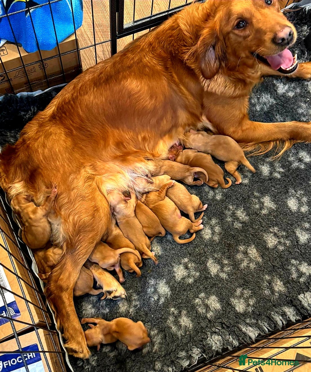 Golden Retriever dogs for sale: ⭐ DARK golden retriever puppies 🐶  - Image 1