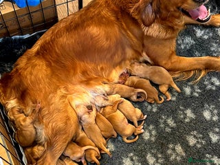 Golden Retriever dogs - Advert 10