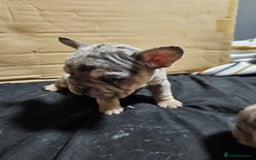 French Bulldog dogs for sale: Merle french bulldog puppies  - Image 2