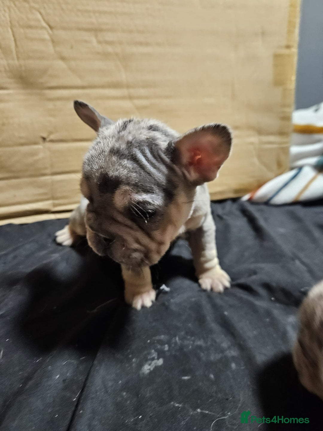 French Bulldog dogs for sale: Merle french bulldog puppies  - Image 2