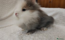 Lionhead rabbits for sale: Mini lion head, double mane, full face in Boston - Image 7
