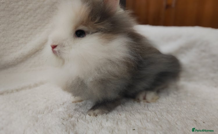 Lionhead rabbits in Boston - Advert 6