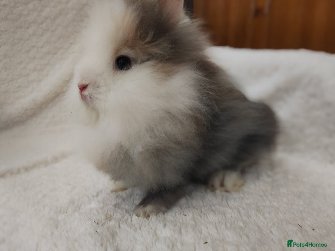 Lionhead rabbits for sale: Mini lion head, double mane, full face in Boston - Image 7