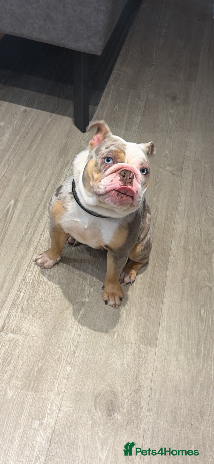 English Bulldog dogs for sale: English bulldog  - Advert 1
