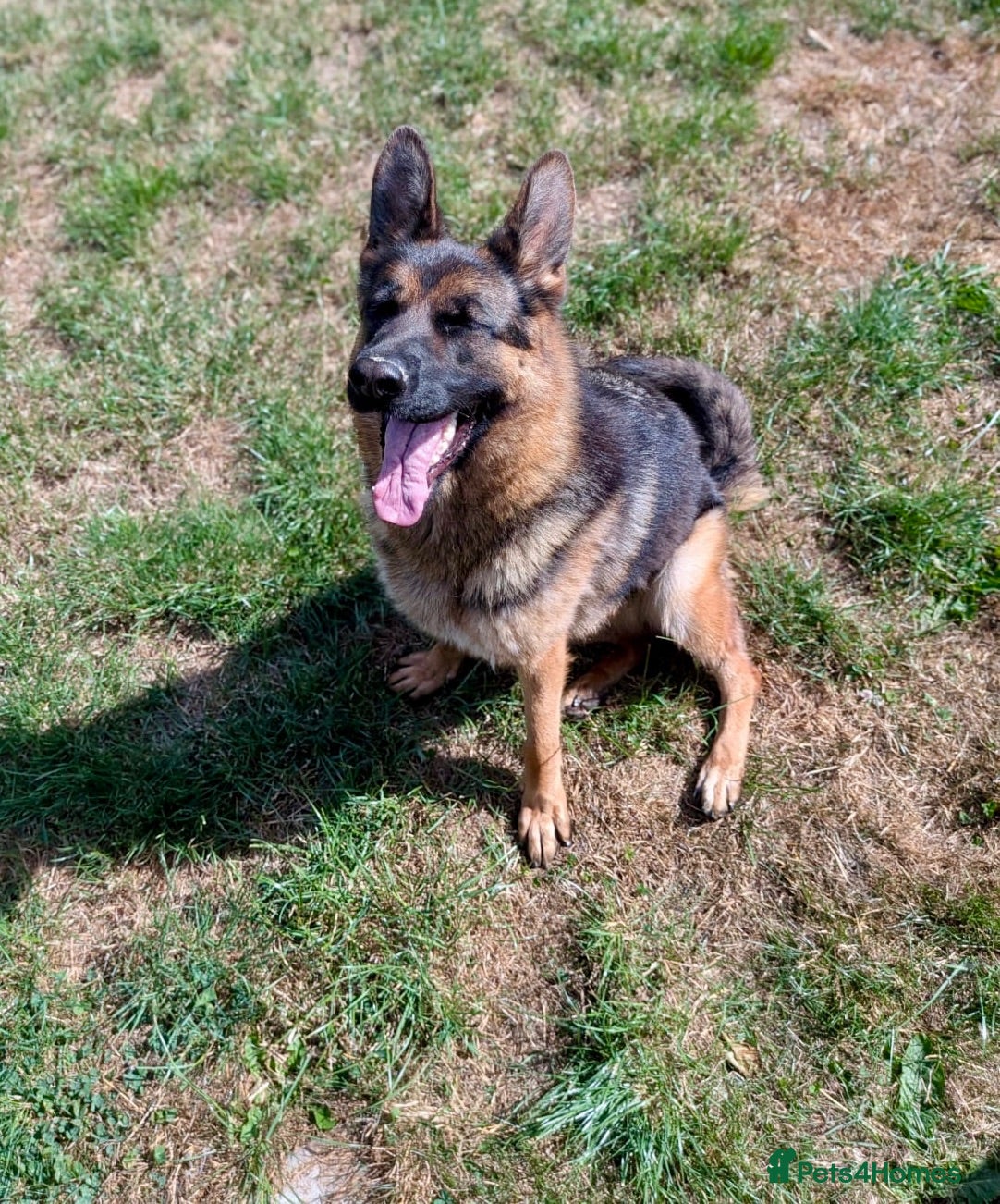German Shepherd dogs Beautiful female German shepherd for sale - Advert 1