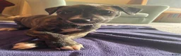 Lurcher dogs for sale: Beautiful Brindle puppies - Advert 22