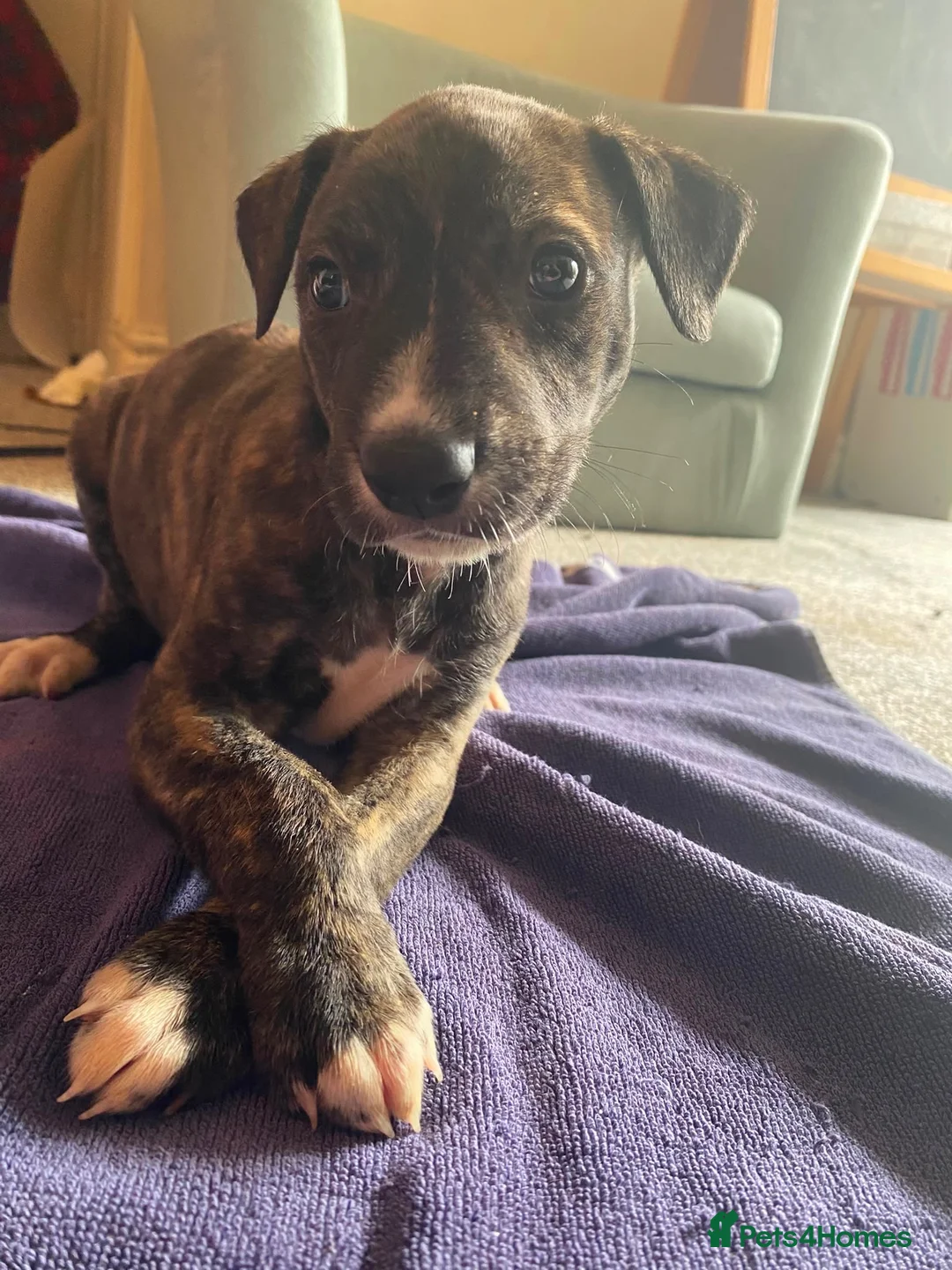 Lurcher dogs for sale: Beautiful Brindle puppies - Advert 22