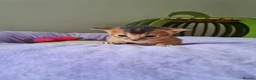 Abyssinian cats for sale: One beautiful Abyssinian boy - Advert 2