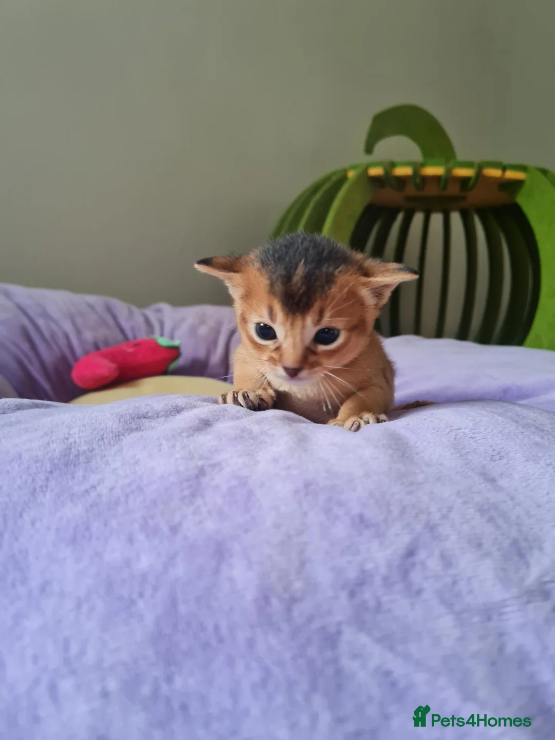 Abyssinian cats for sale: One beautiful Abyssinian boy - Advert 2