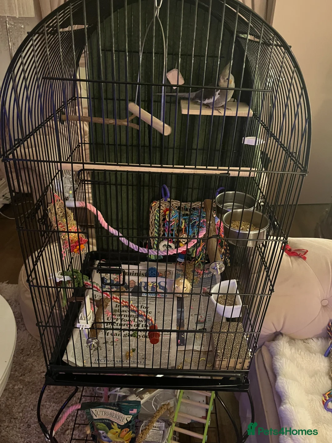 Cockatiels birds for sale: 15 week old cockatiel awaiting dna results  - Advert 2