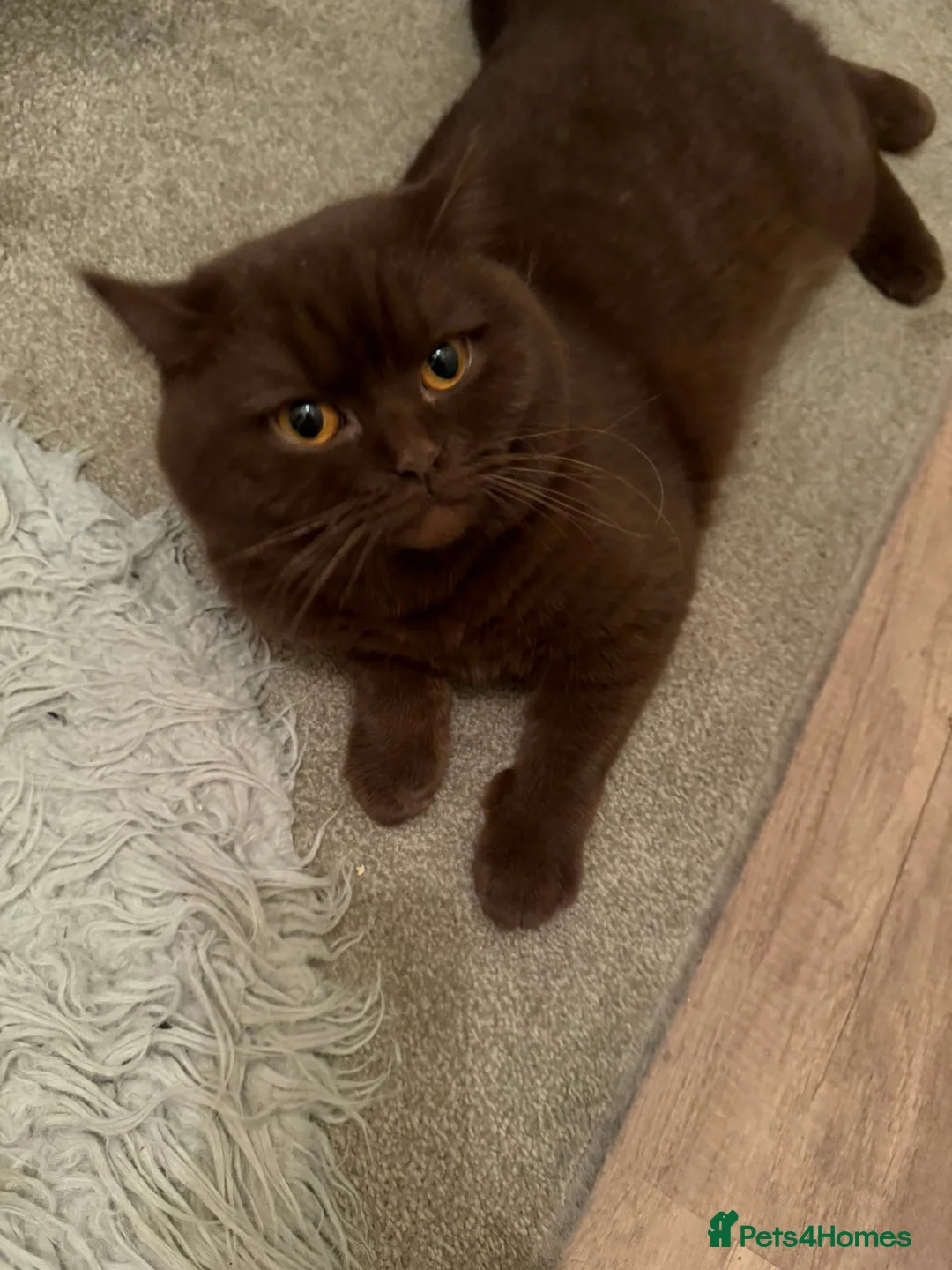 British Shorthair cats for sale: 5 British Shorthair kittens (MIXED) in London - Advert 16