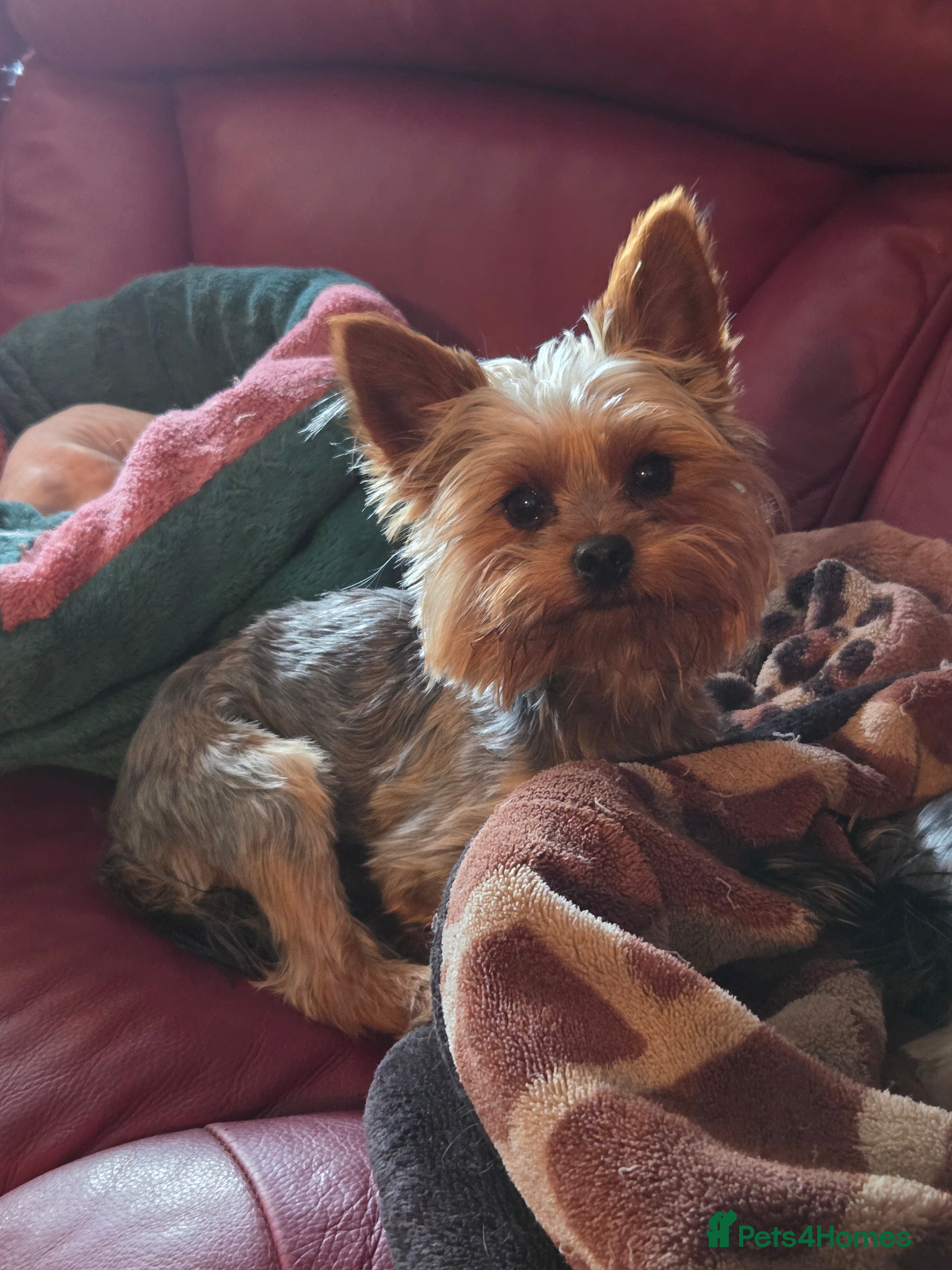 Benny