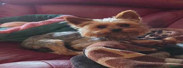Benny