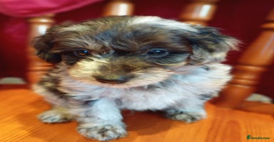 Mixed Breed dogs - Advert 6