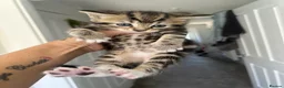 Norwegian Forest Cat cats for sale: 4 fluffy Norwegian Forrest cats  - Advert 6