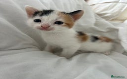 British Shorthair cats for sale: 4 Beautiful babies looking for there forever homes - Image 19