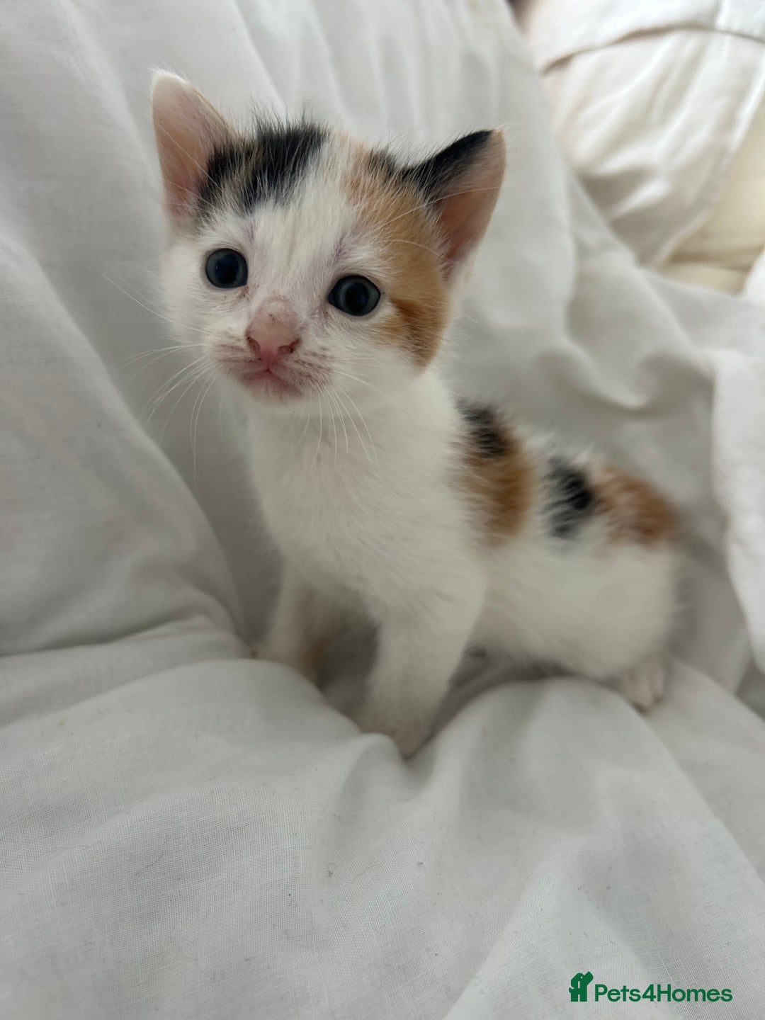 British Shorthair cats for sale: 4 Beautiful babies looking for there forever homes - Image 19