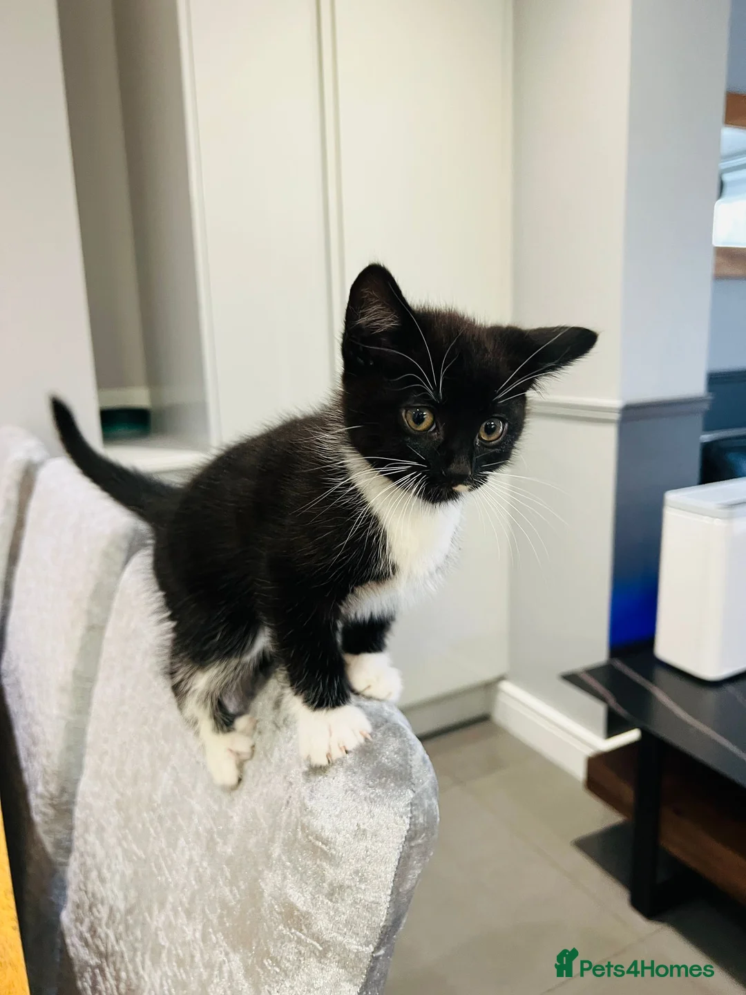 Mixed Breed cats for sale: Kittens 11 weeks old x3 - Advert 9