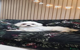 Maltese dogs for sale: Loving 8 month old puppy  - Image 2