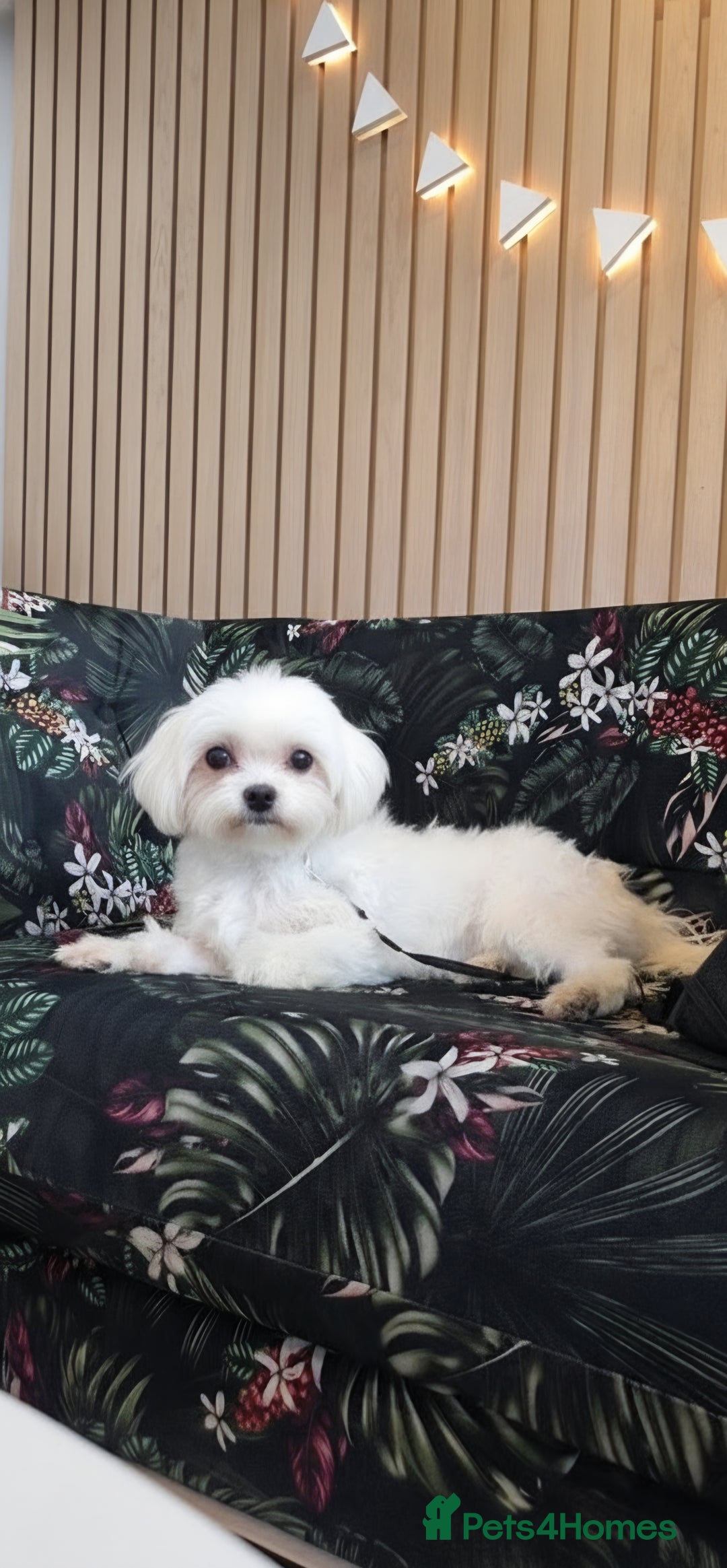 Maltese dogs for sale: Loving 8 month old puppy  - Image 2