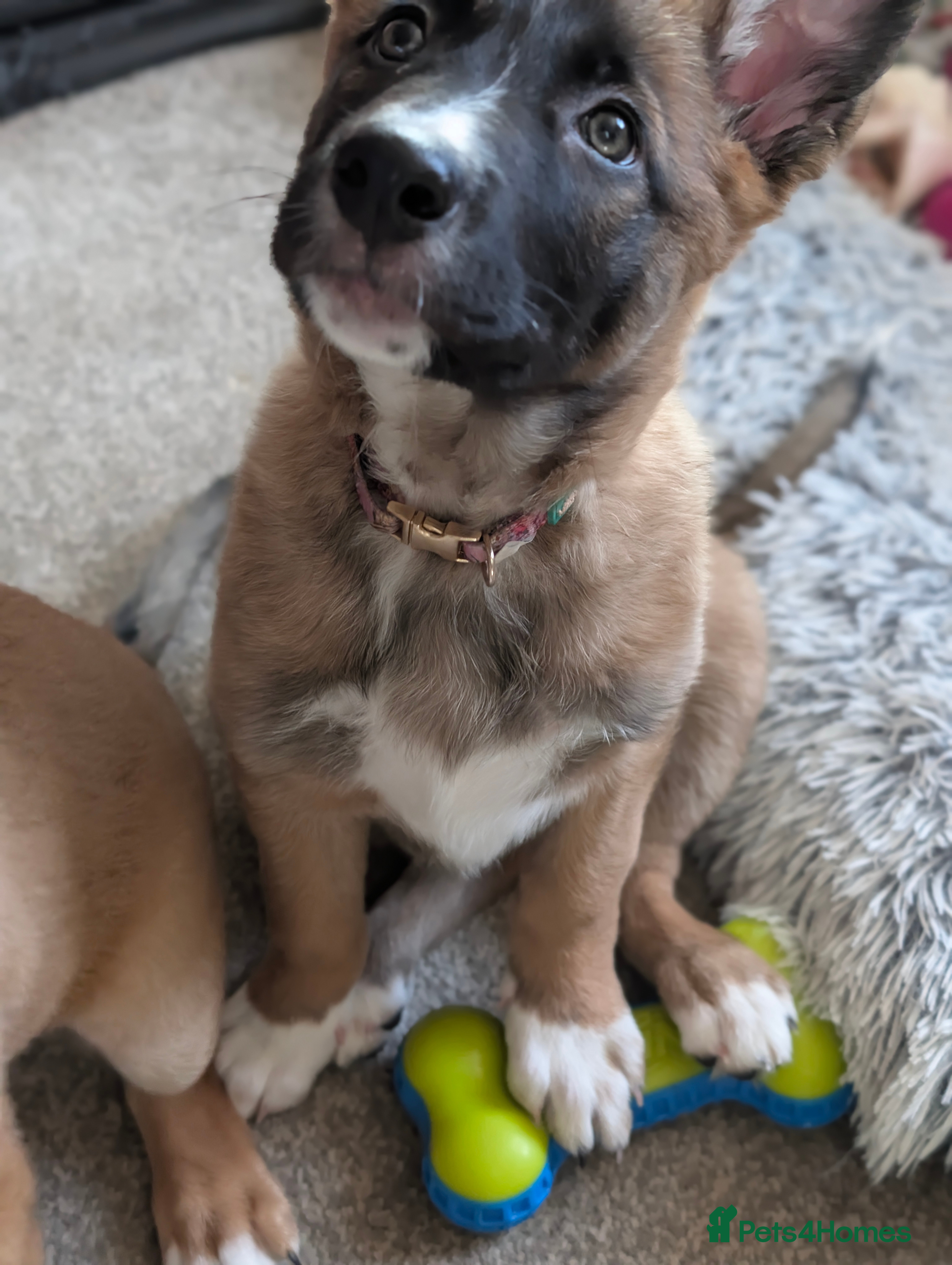 Mixed Breed dogs Belgian Malinois x Border Collie - Advert 11