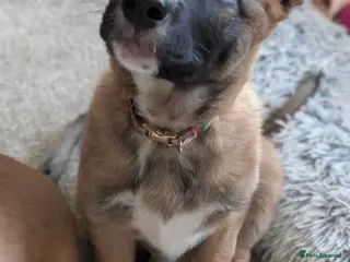 Mixed Breed dogs Belgian Malinois x Border Collie - Advert 11