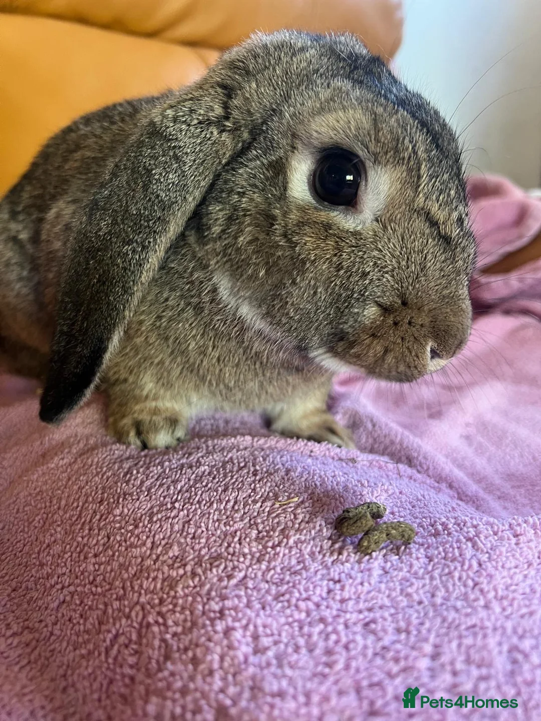 Mixed Breed rabbits for sale: Female Grey Mixed-Breed Rabbit for a Loving Home - Advert 4
