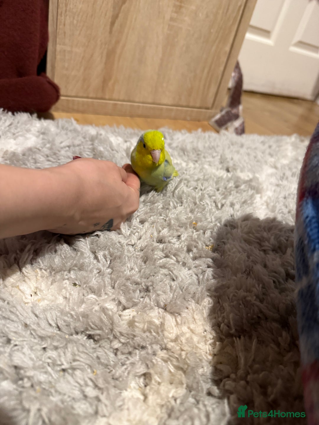 Parrots birds for sale: Parrolet  - Image 4