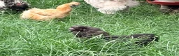 Chickens poultry for sale: Roosters, hens and chicks for sale - Advert 2